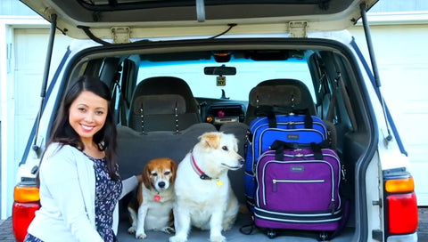 Guide for Traveling with Pets